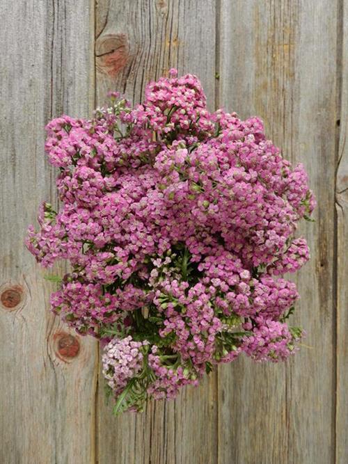 COTTAGE PURPLE YARROW